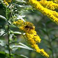 pszczoła #makro #natura #owad #przyroda #pszczoła #rośliny #zwierzęta #makrofotografia