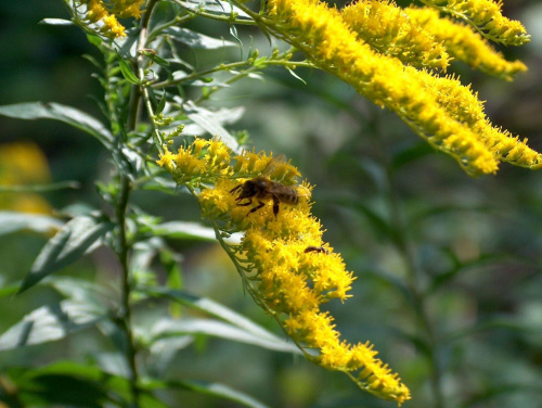 pszczoła #makro #natura #owad #przyroda #pszczoła #rośliny #zwierzęta #makrofotografia