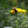 pszczoła #makro #pszczoła #natura #zwierzęta #przyroda #rośliny #owad #makrofotografia
