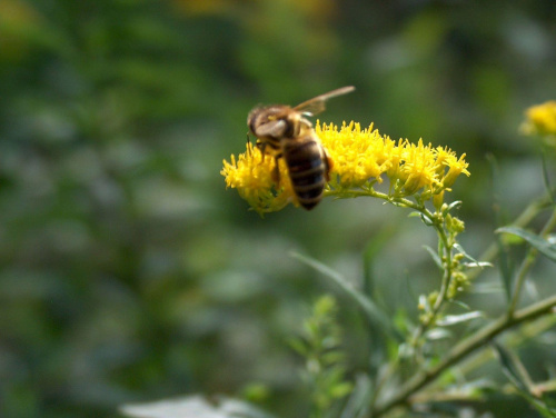 pszczoła #makro #pszczoła #natura #zwierzęta #przyroda #rośliny #owad #makrofotografia