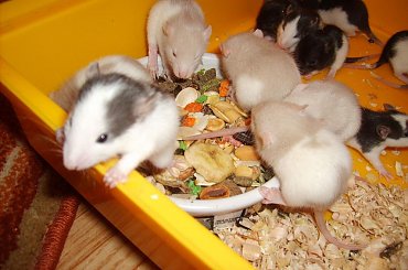 #szczurki #szczur #szczury #miot #szczraski #ogon #ogonki #ogony #ogoniaste