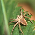 pająk #makro #pająk #pająki #natura #owady #przyroda #zwierzęta #drapieżnik #myśliwy #makrofotografia