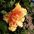 Hibiskus