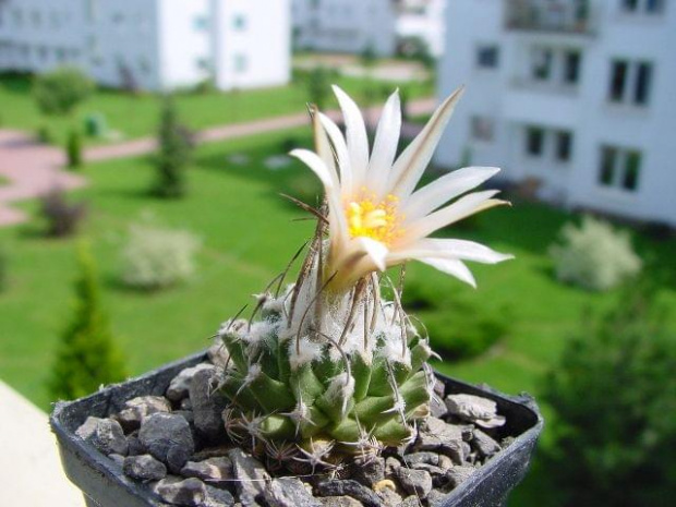 Turbinicarpus gracilis Aramberri