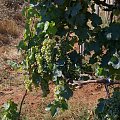Madugorje, winogrona #BośniaIHercegowina