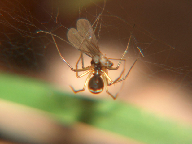 osnuwnik (Linyphia triangularis) #makro #pająk #pająki #owady #przyroda #natura #zwierzęta #drapieżnik #myśliwy #makrofotografia