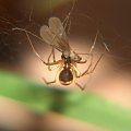 osnuwnik (Linyphia triangularis) #makro #pająk #pająki #owady #przyroda #natura #zwierzęta #drapieżnik #myśliwy #makrofotografia