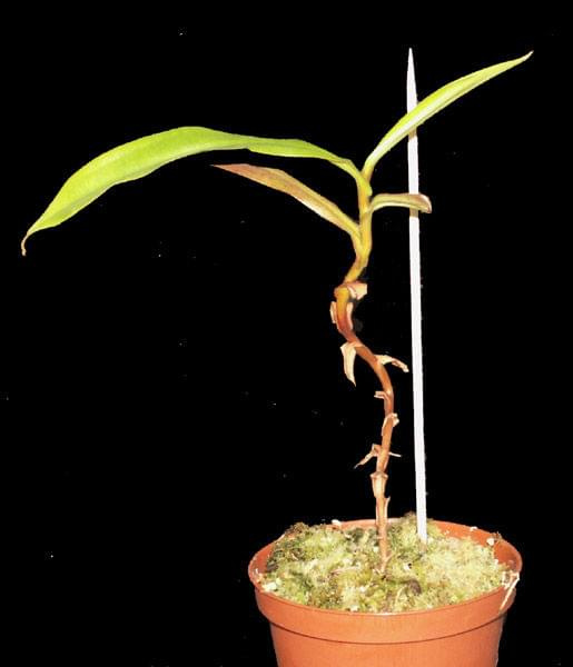 Nepenthes x trichocarpa