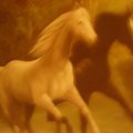 Konie biegnące w dal... #zwierzęta #konie #galop