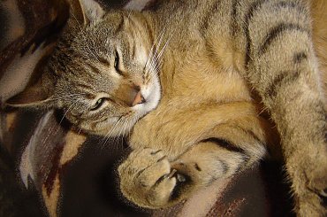 #kocur #kot #kotek #zwierzęta #koty