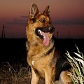 #dog #owczarek #suka #pet #pies #psy #wilczur #zwierzęta