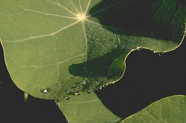 Poranna rosa 2 #nasturcja #rosa #rosliny