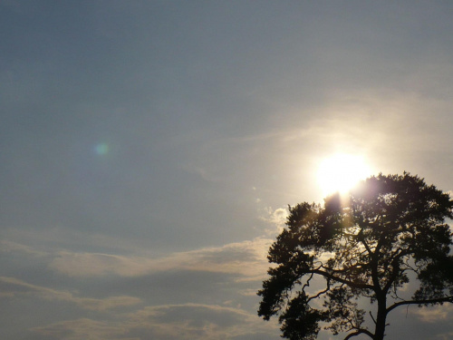 #drzewo #słońce #niebo