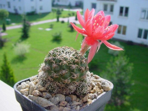 Lobivia sp.