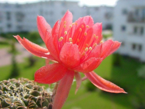 Lobivia sp.