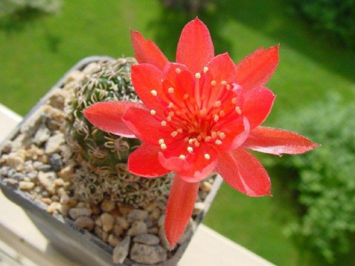Lobivia sp.