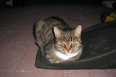 mój kot :-) #kot #kotek #koteczek #kocina #cat #LosKatos