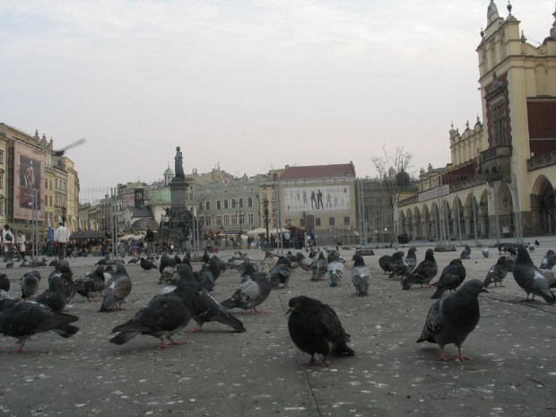 Gołębie na Rynku w Krakowie