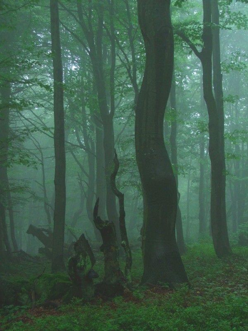 Buki (Beskid Sądecki)