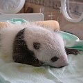 pierwsze dni z życia małej pandy #panda