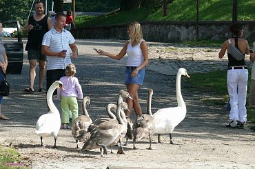 Wierzba #JezioroBełdany #PromBełdany #Wierzba #Mazury