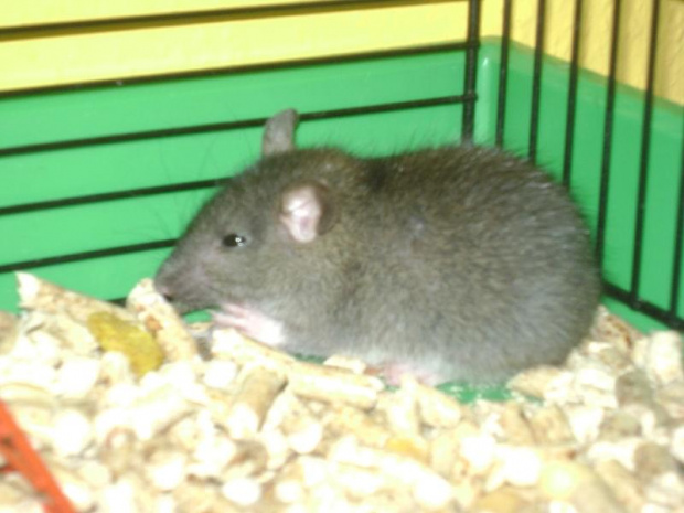 Tutaj kolejne zdjęcie szczurka w wieku ok. 1 miesiąca :)