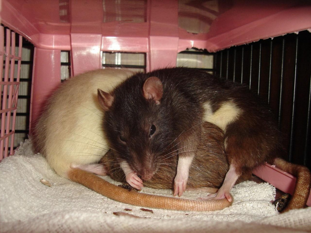 Cała moja słodka trójka :D Z lewej beżowy tyłeczek Meli, obok agutkowy tyłeczek Marie, a na nim rozwalona Zuza :D #SzczurSzczurekSzczurki