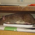 Marie śpioszek :) W biurku :) #MarieSzczurSzczurkiSzczurek