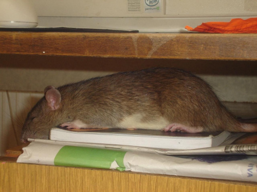 Marie śpioszek :) W biurku :) #MarieSzczurSzczurkiSzczurek