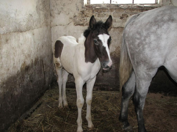 Laki #koń #konik #konie #rumaki #koniki #źrebak #źrebaki