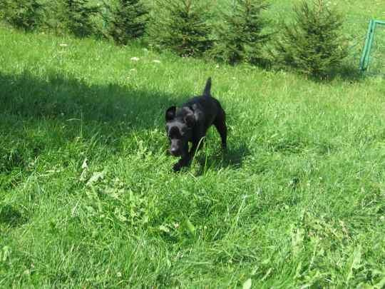 Ostatni dzień wakacji #LabradorPiesMarley