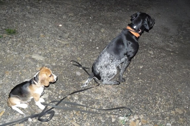 co on tam widzi? #beagle #szczeniak #pies #psy