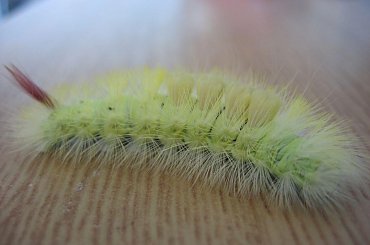 #robaczek #robak #kolory #włoski #piękny #śliczny #przyjemny