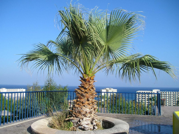 Palma w Aquaparku #aquapark #palma #Rodos #roślinki #egzotyczne