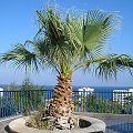 Palma w Aquaparku #aquapark #palma #Rodos #roślinki #egzotyczne