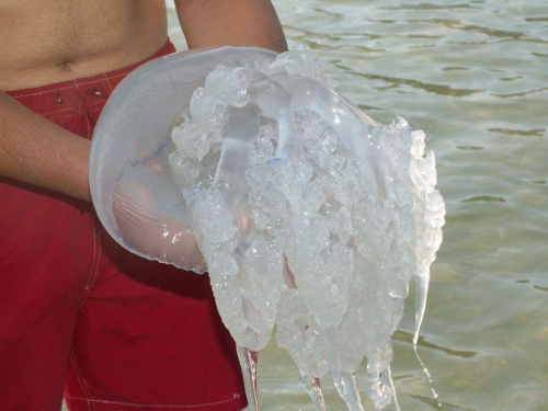 meduza z morza czarnego