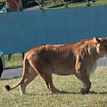 Safari Park #przyroda #zwierzęta #kot #koty