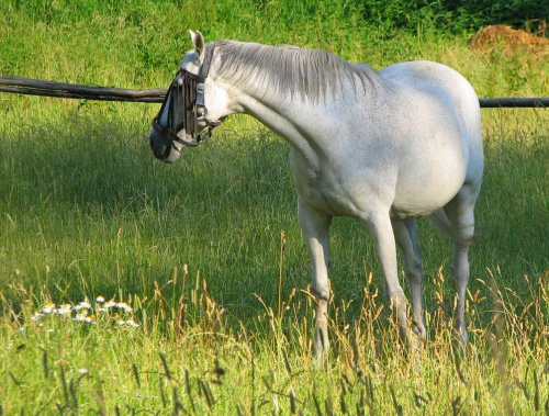koniś :D #koń