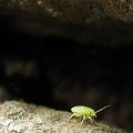 zielony jaskiniowiec - wie ktoś jak się nazywa? #owad #makro