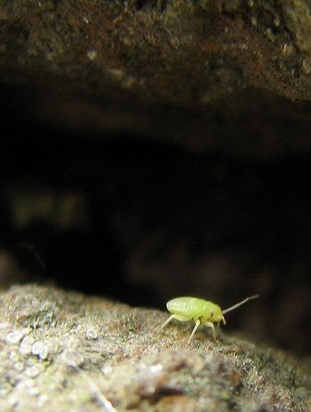 zielony jaskiniowiec - wie ktoś jak się nazywa? #owad #makro