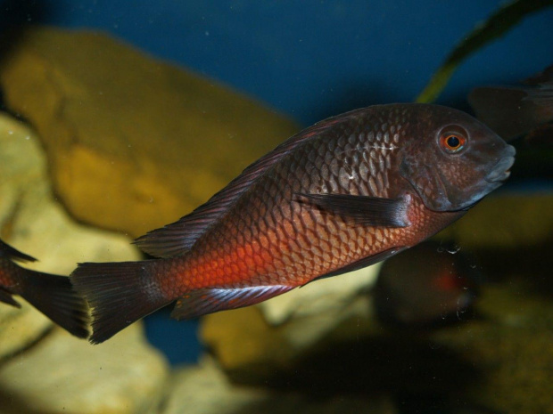 tropheus moliro