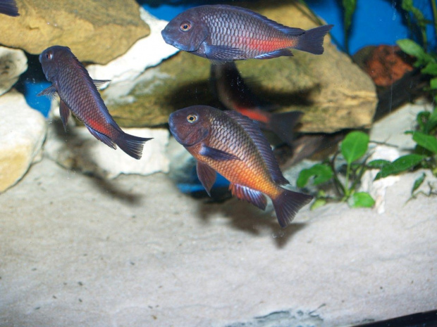 tropheus moliro