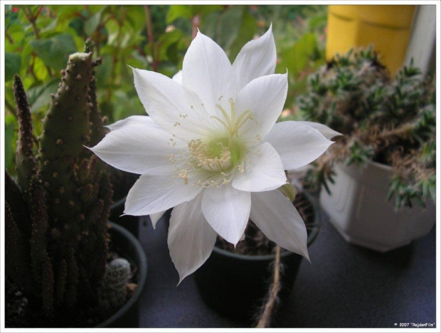 echinopsis #kaktusy