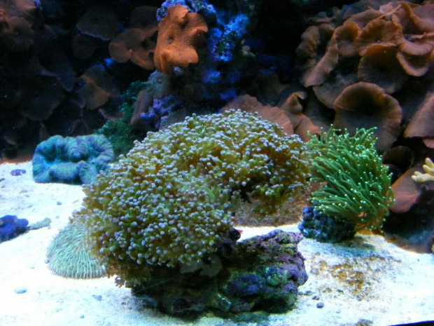 podwodne koralowce