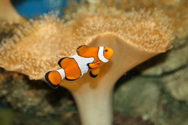 Dlaczego Nemo?