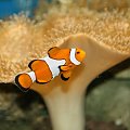 Dlaczego Nemo?