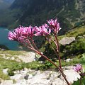 Miłosna górska. Nazwa tej rośliny świetnie oddaje mój stosunek do gór. #tatry