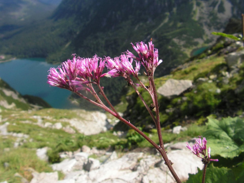Miłosna górska. Nazwa tej rośliny świetnie oddaje mój stosunek do gór. #tatry