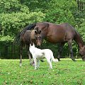 Ja i Gromek #BiałyOwczarekSzwajcarski #koń #konie #źrebak