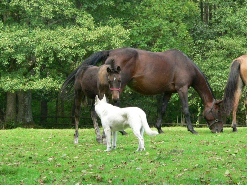 Ja i Gromek #BiałyOwczarekSzwajcarski #koń #konie #źrebak